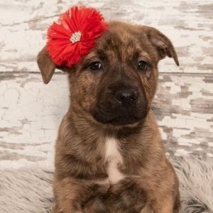 Meet your Posher, Christine